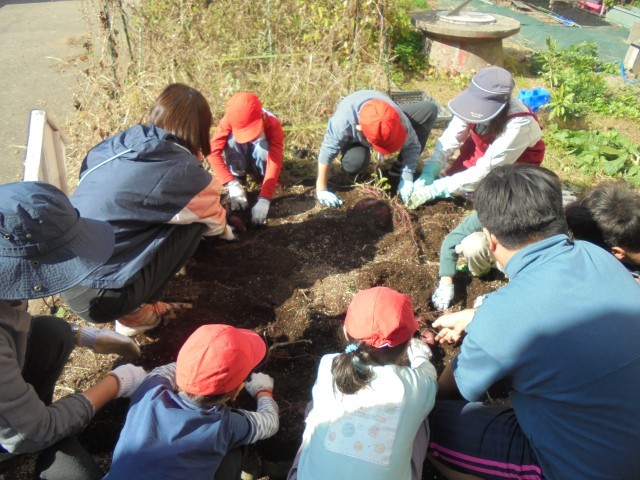 ゆりのき　サツマイモ収穫