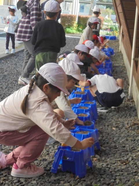 １年生　チューリップの球根植え