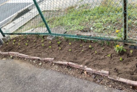 花が咲くのが楽しみです