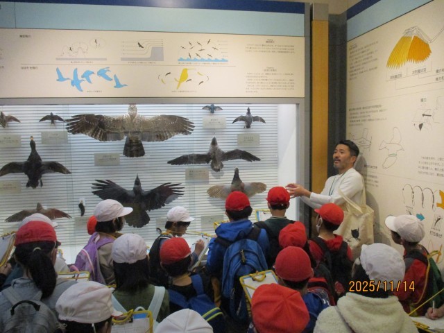 鳥の博物館