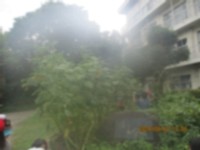 ひまわり１
