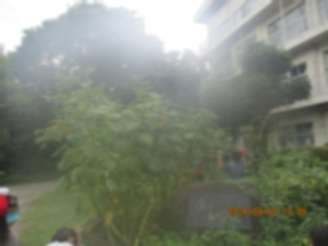 ひまわり１