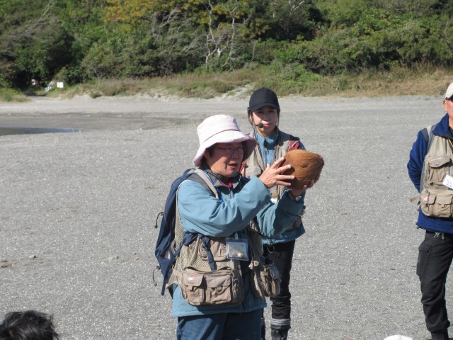 海の漂流物、ヤシの実