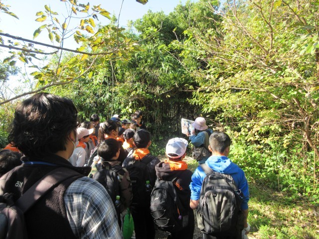 倒れた大木の根っこ