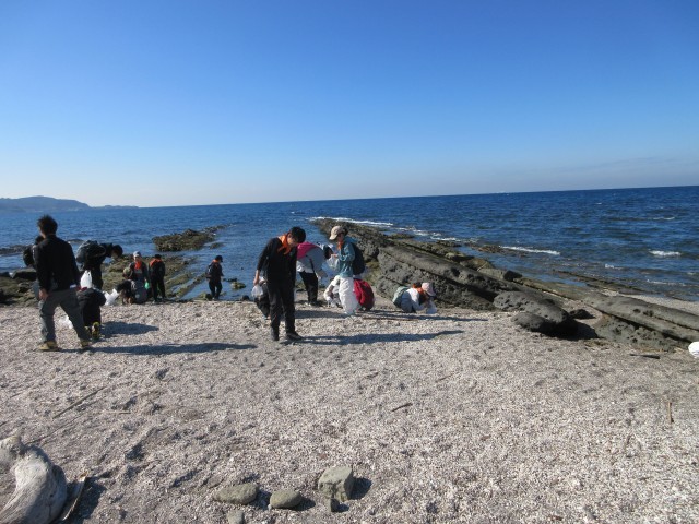 磯遊び、貝殻集め